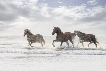 Braune Pferde laufen am Strand - ZEF006421