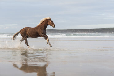 Braunes Pferd läuft am Strand - ZEF006424