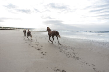 Brown horses running on a beach - ZEF006427