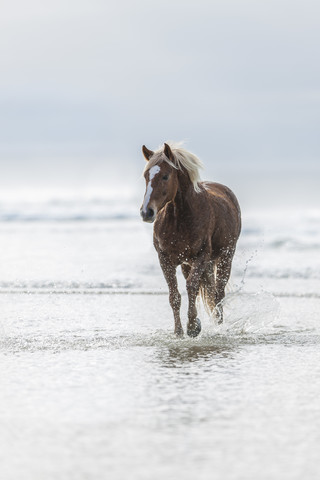 Brown horse running on a beach stock photo