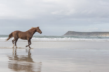 Braunes Pferd am Strand - ZEF006432