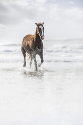 Braunes Pferd läuft am Strand - ZEF006434