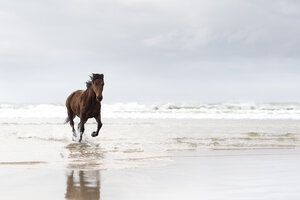 Braunes Pferd läuft am Strand - ZEF006435