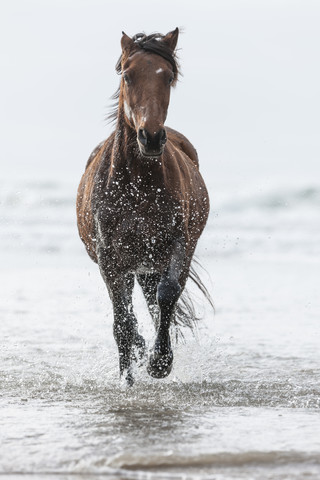 Braunes Pferd läuft am Strand, lizenzfreies Stockfoto