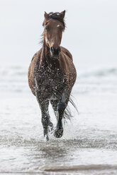 Braunes Pferd läuft am Strand - ZEF006436