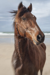 Braunes Pferd am Strand - ZEF006438