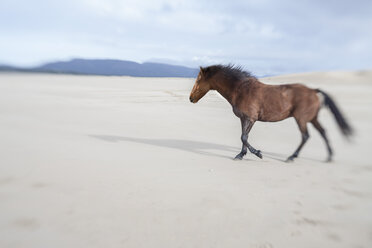 Braunes Pferd am Strand - ZEF006441