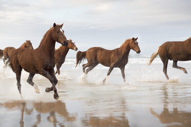 Brown Horses running on a beach - ZEF006443