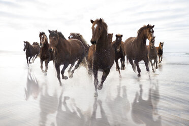 Brown Horses running on a beach - ZEF006444