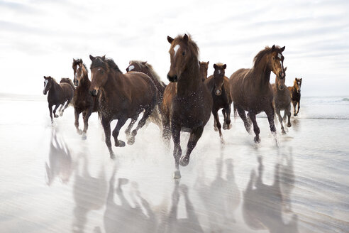 Braune Pferde laufen am Strand - ZEF006444