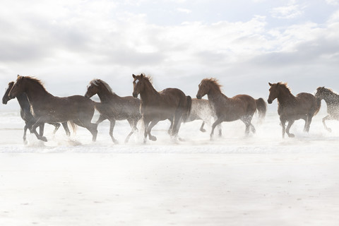 Braune Pferde laufen am Strand, lizenzfreies Stockfoto