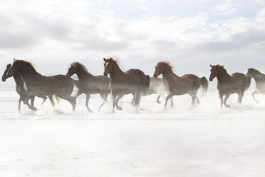 Brown Horses running on a beach - ZEF006445