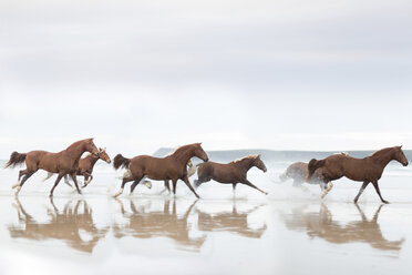 Brown Horses running on a beach - ZEF006446