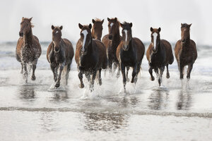 Braune Pferde laufen am Strand - ZEF006447