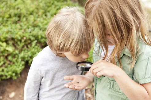 Boy and girl looking through magnifying glass on beetle - MFRF000275