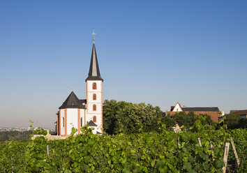 Deutschland, Hessen, Hochheim am Main, Weinberge und Kirche St. Peter und Paul - SIEF006686