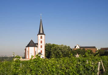 Germany, Hesse, Hochheim am Main, Vineyards and Church of Saint Peter and Paul - SIEF006686