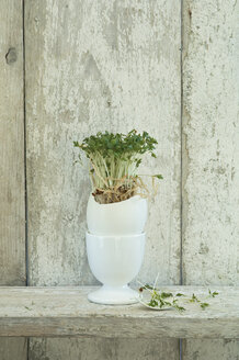 Garden cress growing in an eggshell - ASF005661