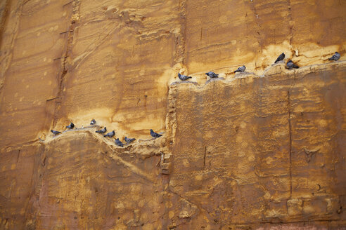 Spain, Barcelona, pigeons perching at rock face - FAF000058