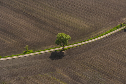 Germany, Bavaria, Dachau district, Plowed fields with single tree - PEDF000108