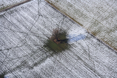 Germany, Bavaria, Mossland, tree in field, aerial view - PEDF000128