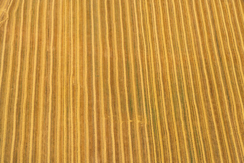 Germany, Bavaria, View of field, aerial view - PEDF000139