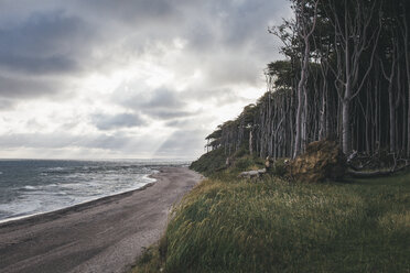 Deutschland, Nienhagen, Blick auf den Strand und den Gespensterwald - ASC000273