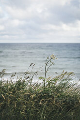 Deutschland, Nienhagen, Gras vor dem Meer - ASC000274