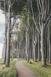 Deutschland, Nienhagen, Wanderweg durch den Gespensterwald - ASCF000285