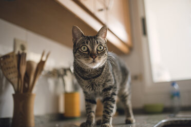 Porträt einer getigerten Katze in einer Küche - RAEF000274