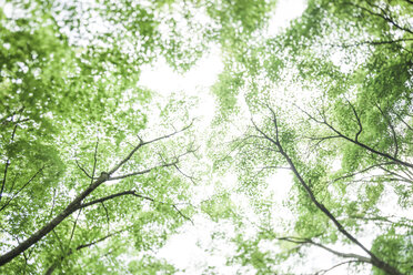 Japan, Arashiyama, Japanese maple leaves - FLF001229