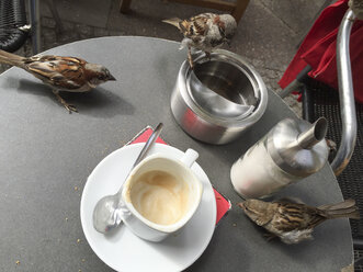 Deutschland, Berlin, Spatzen auf dem Tisch im Cafe - RJF000470