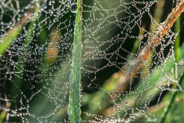 Spinnennetz mit Tautropfen, Nahaufnahme - DEGF000495