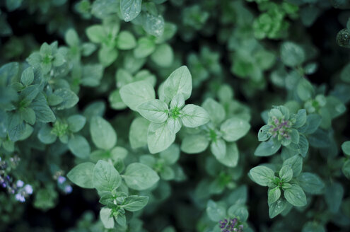 Oregano, Origanum vulgare, im Garten - CZF000215