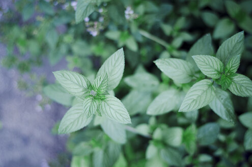 Peppermint, Mentha piperita, in garden, close-up - CZF000217