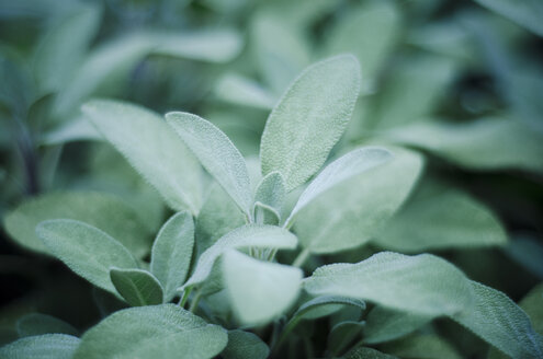 Sage, Salvia officinalis, in garden, close-up - CZF000218