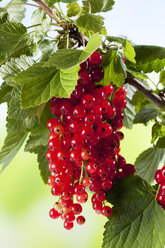 Rote Johannisbeeren - CSF026083