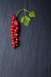 Red currants with leaves on slate - CSF026085