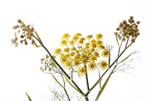 Süßer Fenchel auf weißem Grund - CSF026093