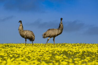 Australien, Port Lincoln, zwei Emus stehen in einem Rapsfeld - TOVF000023