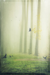 Hooded crows on meadow, foggy, digitally manipulated - DWI000556