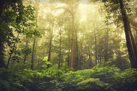 Wald und Farn gegen die Sonne, lizenzfreies Stockfoto