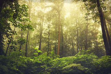 Wald und Farn gegen die Sonne - DWIF000558