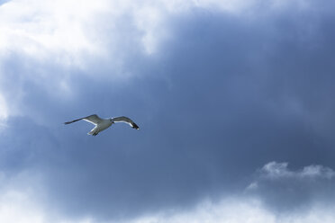 Finland, Seagull flying in the sky - FCF000767