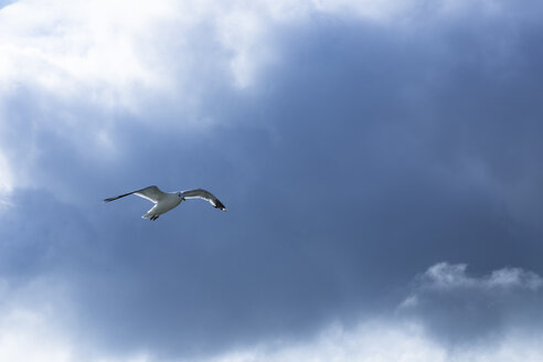 Finnland, Möwe fliegt in den Himmel - FCF000767