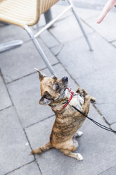 Kleiner Hund bettelt - FMKF001841