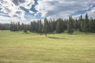 Bulgaria, Rhodope Mountains, three horses grazing on a meadow in front of fir forest - DEGF000496