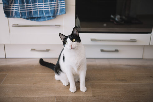 Schwarz-weiße Katze sitzt auf dem Küchenboden und wartet auf Futter - GEMF000308