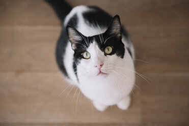 Portrait of black and white cat sitting on wooden floor looking up - GEMF000309