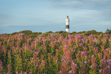 Deutschland, Sylt, Kampen, Blick auf den Leuchtturm 'Rotes Kliff' mit Heide im Vordergund - KEBF000229